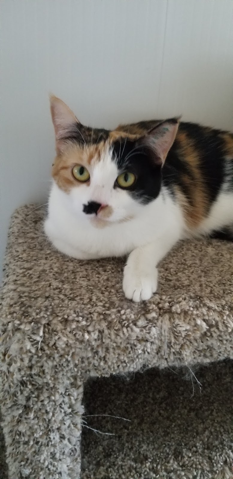 Pincher Creek Humane Society | 1086 Kettles St, Pincher Creek, AB T0K 1W0, Canada | Phone: (403) 627-5191