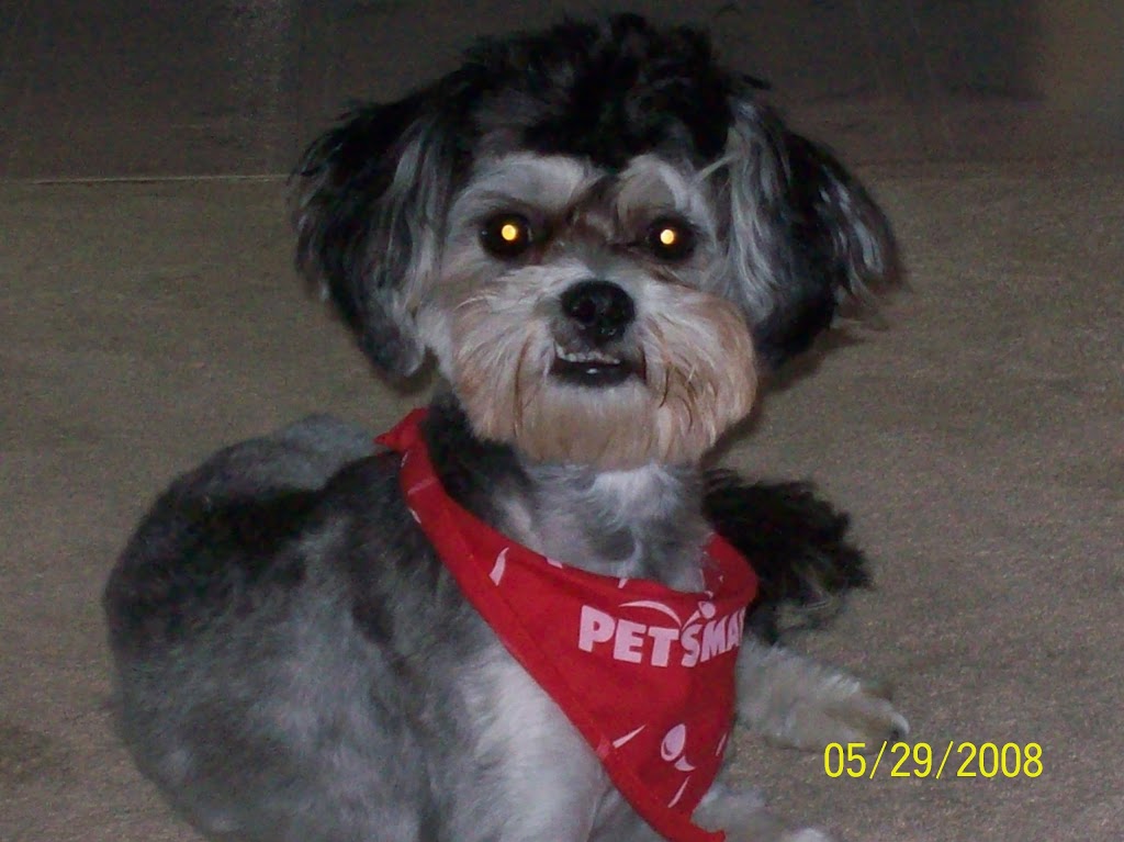 Abbotsford Animal Hospital | 14958 Yonge St, Aurora, ON L4G 1M7, Canada | Phone: (905) 727-7379