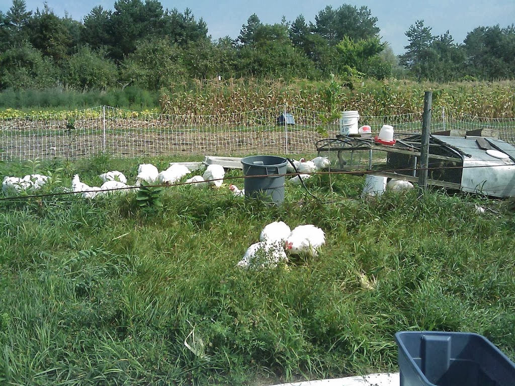 Les Fermes Miracle Farms | 2034 Chemin de la Rivière-La Guerre, St-Anicet, QC J0S 1B0, Canada | Phone: (514) 830-9640
