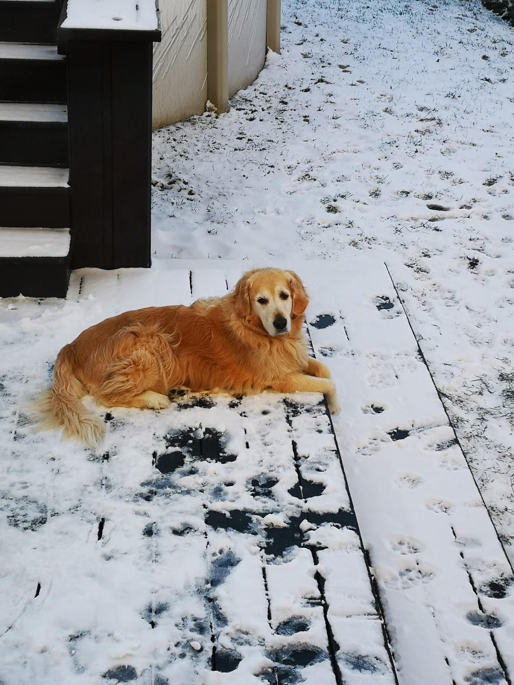 gold-or, éleveur de Golden retreiver | 560 Rang Thiersant, Saint-Aimé, QC J0G 1K0, Canada | Phone: (450) 881-5007