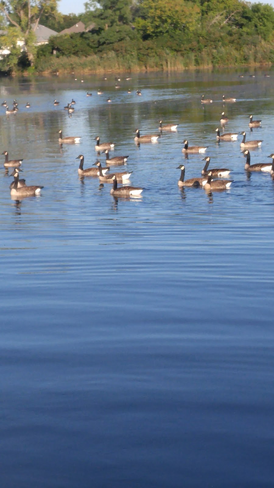 Blackwell Dog Park | 1468 Blackwell Rd, Sarnia, ON N7S 5M5, Canada | Phone: (519) 332-0330 ext. 3351
