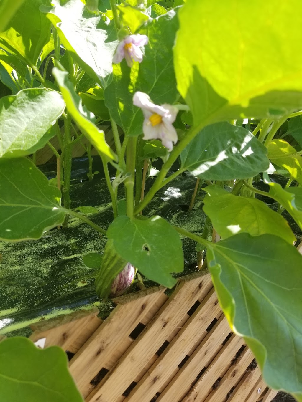 William Dam Seeds | 279 Hamilton, Regional Rd 8, Dundas, ON L9H 5E1, Canada | Phone: (905) 628-6641