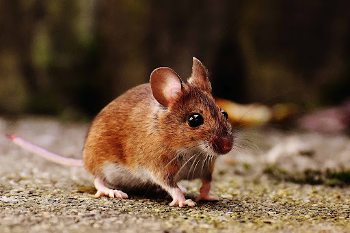 ECRN Extermination | dOka, 1005 Chem. dOka, Deux-Montagnes, QC J7R 1L9, Canada | Phone: (855) 598-2626
