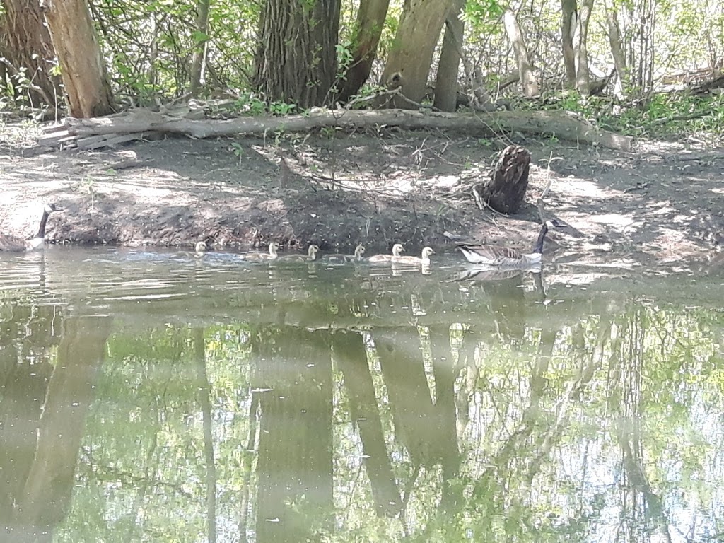 McLaughlin Bay Wildlife Reserve - Second Marsh Wildlife Area | Beaton, Oshawa, ON, Canada