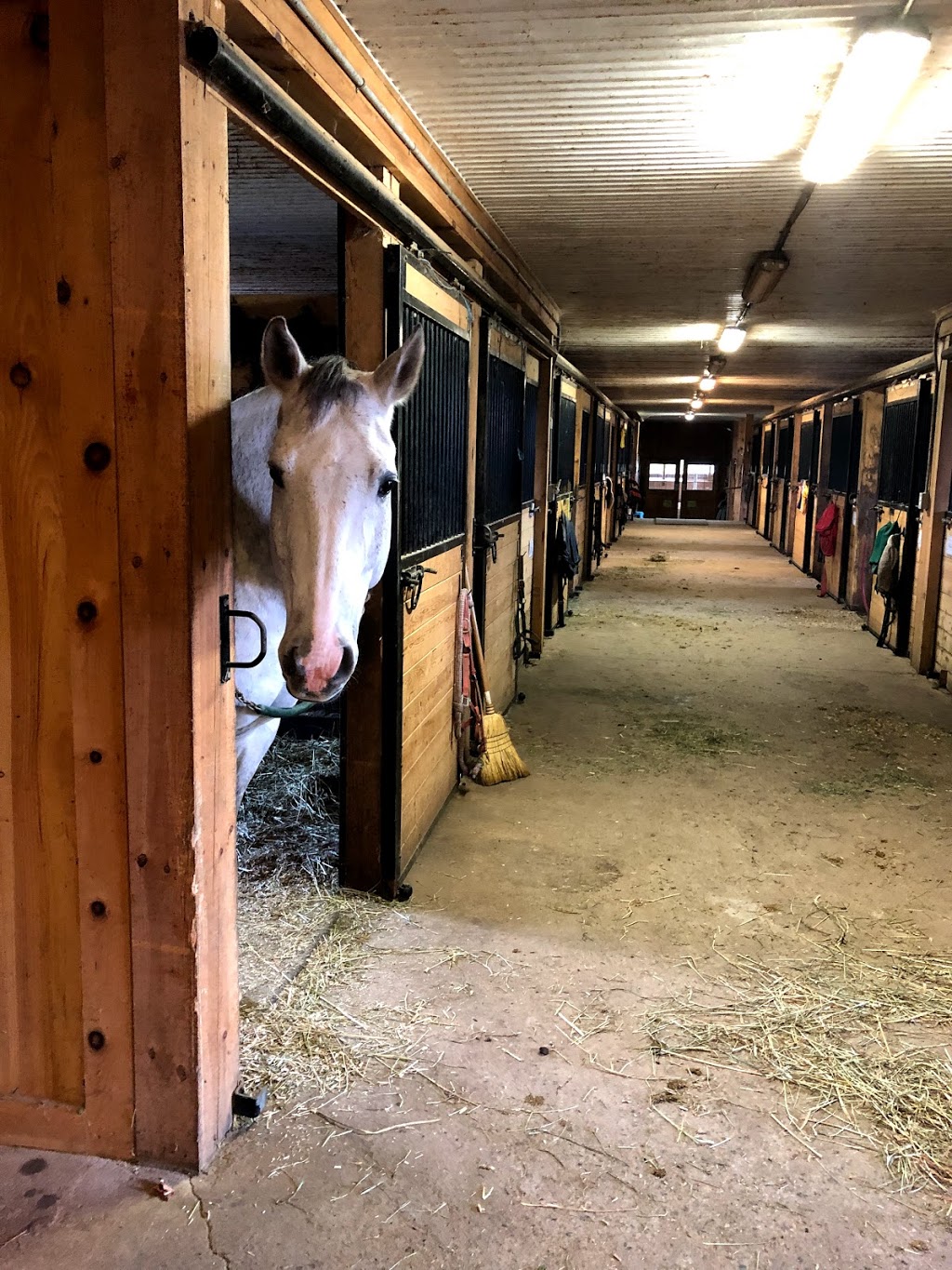 Lenka Equestrian Centre | 750 Concession 8 W, Puslinch, ON N0B 2J0, Canada | Phone: (905) 629-2238