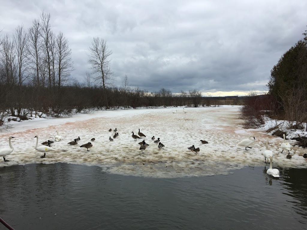Wye Marsh Wildlife Centre | 16160 Highway 12 East, Midland, ON L4R 4K6, Canada | Phone: (705) 526-7809