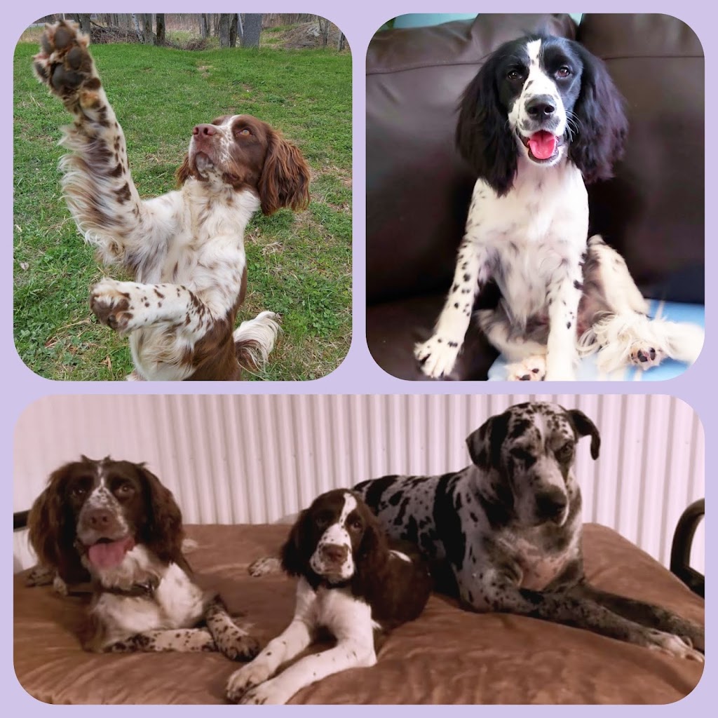 Élevage FamilySpringer | 2325 9e Rang, Manseau, QC G0X 1V0, Canada | Phone: (819) 350-2933