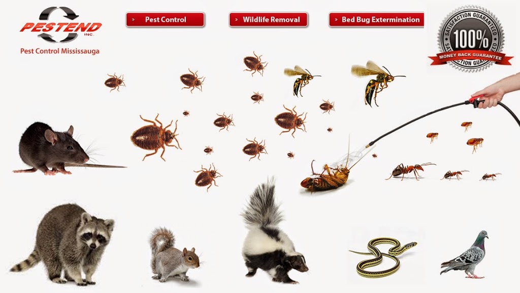 Pestend Pest Control | 4839 Dovehouse Dr, Mississauga, ON L5M 7K7, Canada | Phone: (416) 749-9206