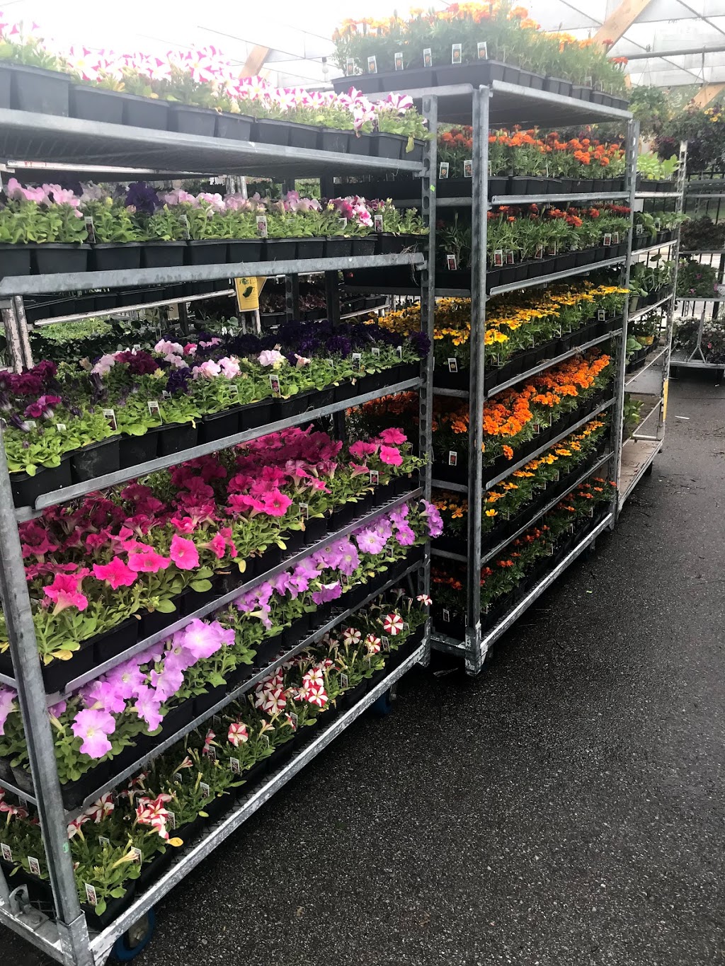 Mississauga Greenhouses Ltd. | 3225 Winston Churchill Blvd, Mississauga, ON L5L 2W1, Canada | Phone: (905) 820-9789