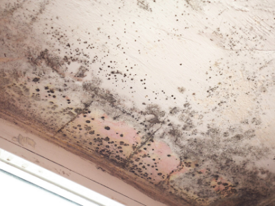Mold Removal Calgary | 2111 21 Ave SW Suite B, Calgary, AB T2T 0P1, Canada | Phone: (403) 879-7034