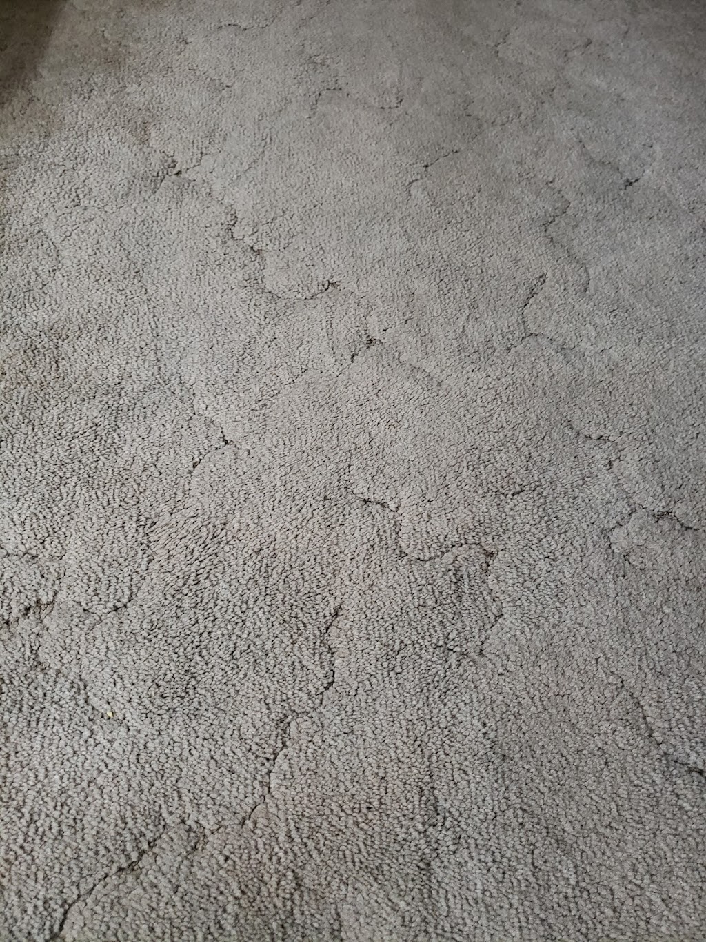 Calgary Carpet Cleaners | 76 Cornerstone Passage NE, Calgary, AB T3N 0Y5, Canada | Phone: (587) 604-9415