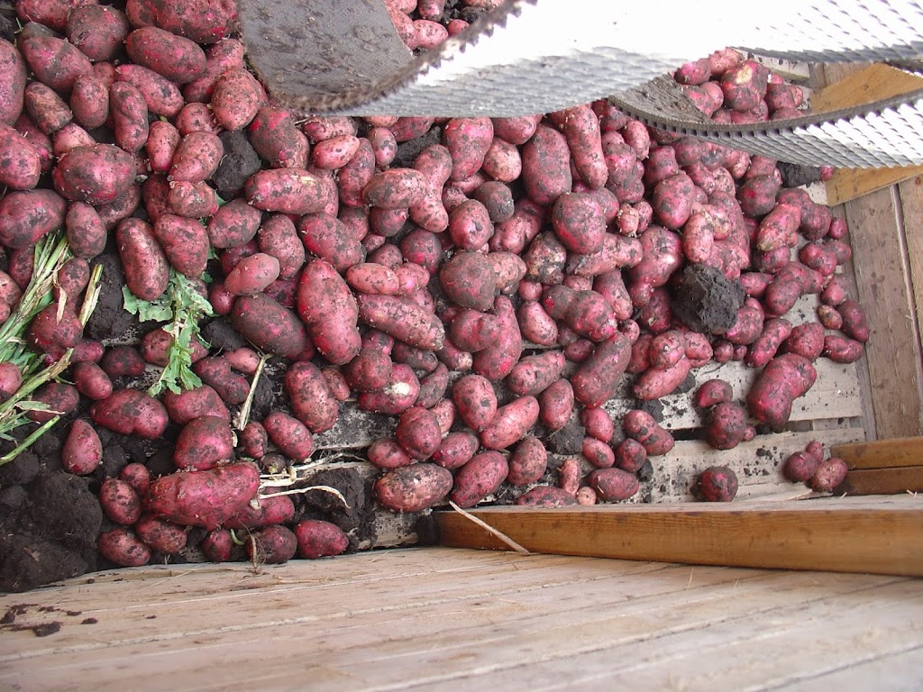 Eagle Creek Seed Potatoes | 34530 Range Rd 14, Bowden, AB T0M 0K0, Canada | Phone: (877) 224-3939