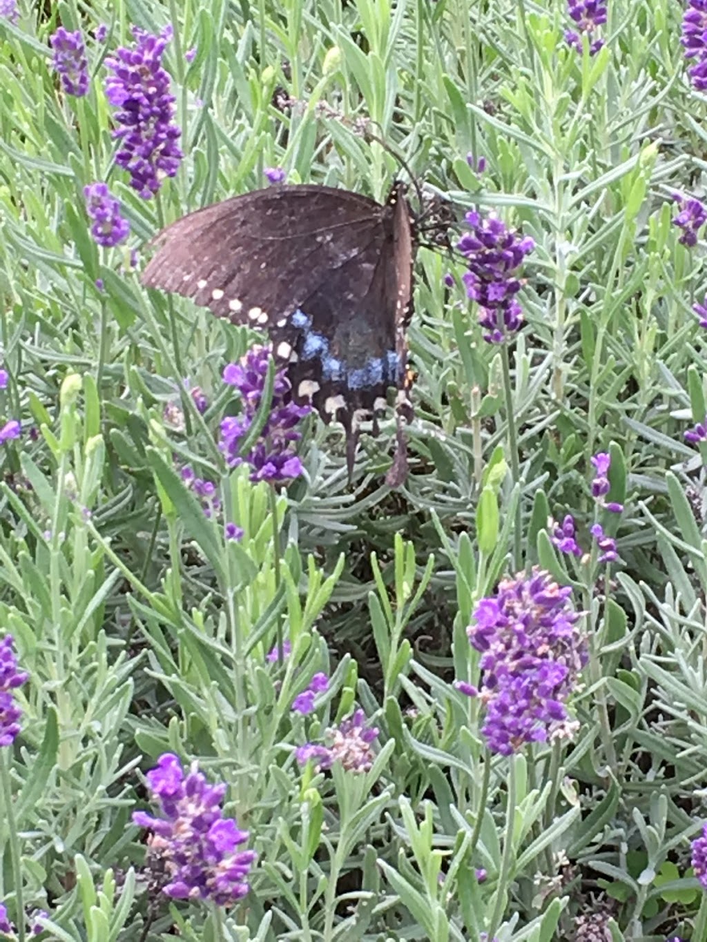 Essentially Lavender | 1379 Concession 10, Formosa, ON N0G 1W0, Canada | Phone: (519) 722-9324