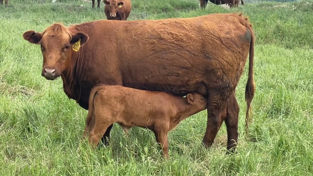 Breault Ranching Ltd. | Box 959, Sainte Rose du Lac, MB R0L 1S0, Canada | Phone: (204) 447-7076