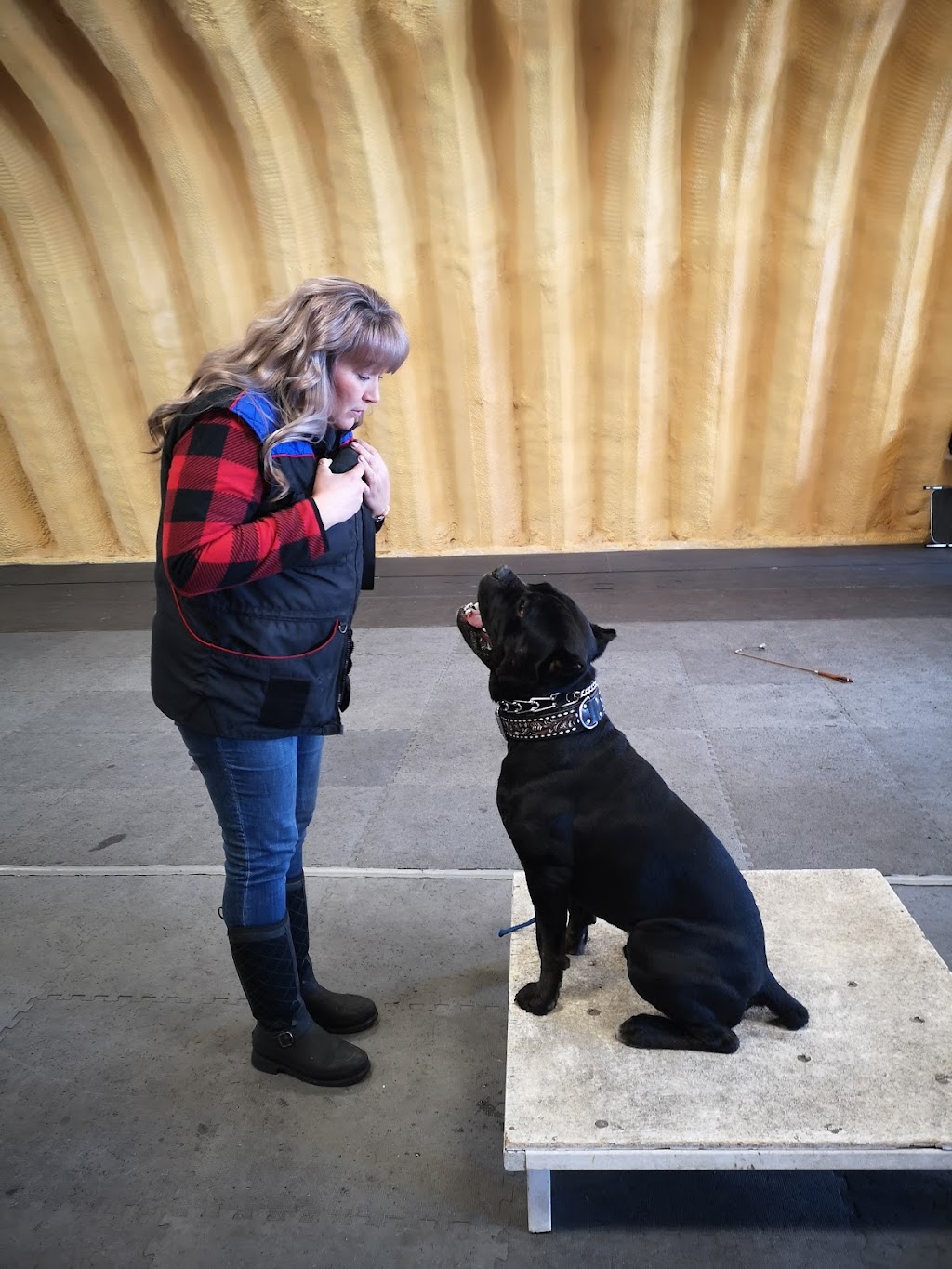 K9 Mechanix Dog Training | 383 County Rd 41, Kirkfield, ON K0M 2B0, Canada | Phone: (705) 309-5230