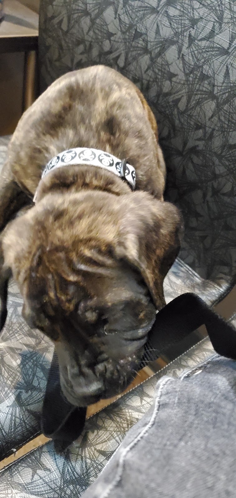 Transcona Veterinary Hospital | 501 Pandora Ave W, Winnipeg, MB R2C 1M8, Canada | Phone: (204) 222-5251