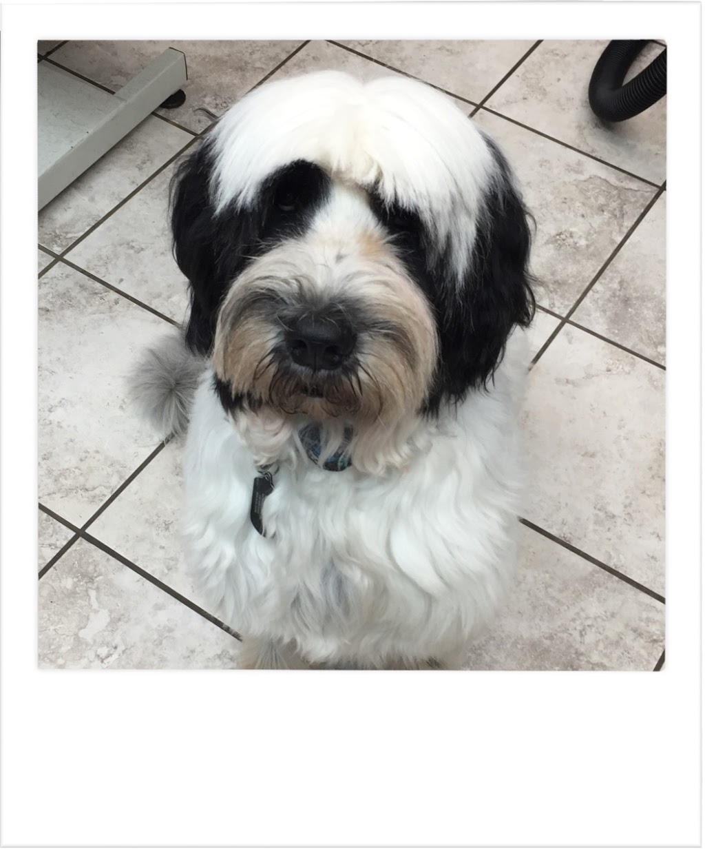 Dogs & Goddesses Inc. | 1056 Old Derry Rd, Mississauga, ON L5W 1A1, Canada | Phone: (905) 670-2229