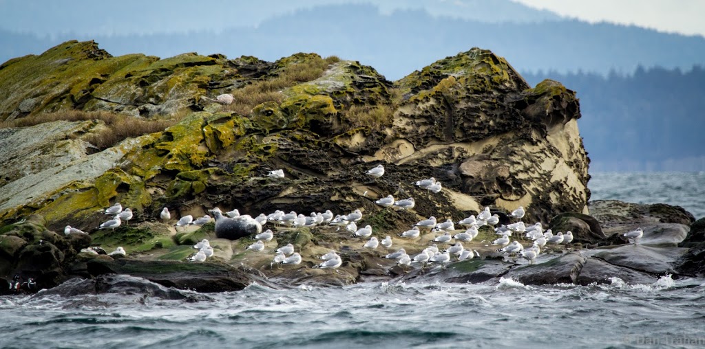 Brooks Point Regional Park | Gowlland Point Rd, Pender Island, BC V0N 2M3, Canada | Phone: (250) 360-3000