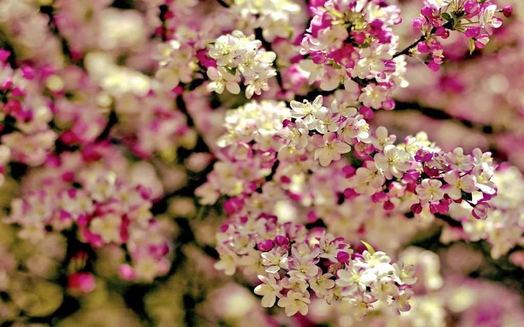 Lasting Expressions Floral Design | 555 Rossland Rd E, Oshawa, ON L1K 1K8, Canada | Phone: (905) 728-4299