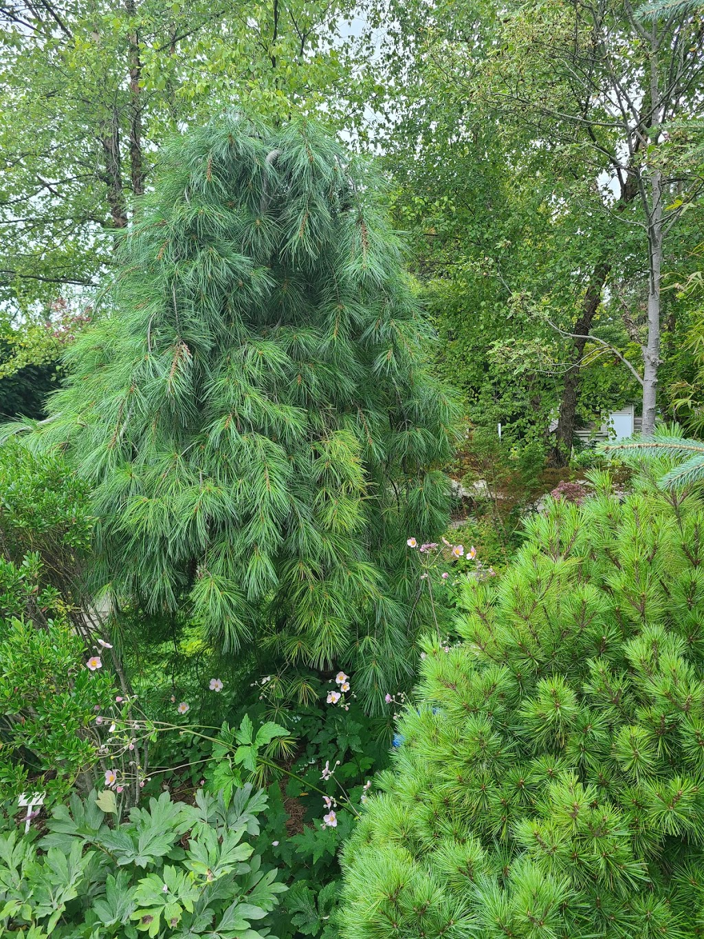 ideal tree solutions | 267 North St, Port Perry, ON L9L 1B7, Canada | Phone: (289) 394-0081