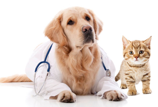 Dr Pierre Lord - Vétérinaire à domicile Montréal et alentours | 3479 Boul Henri-Bourassa E, Montréal-Nord, QC H1H 1H8, Canada | Phone: (514) 321-6544
