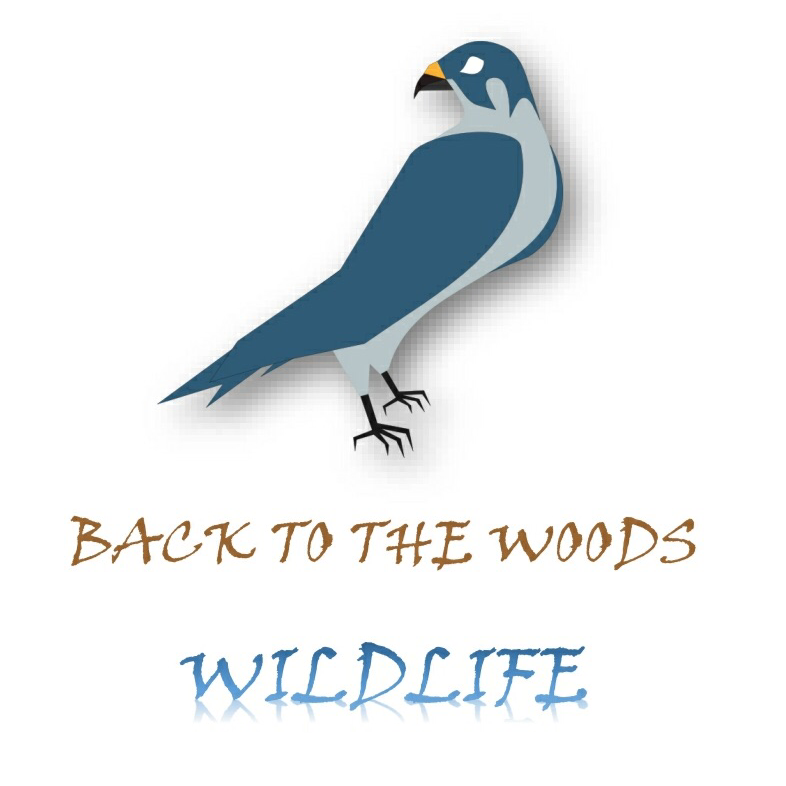 Back to the Woods Wildlife | 120 Terry Clayton Ave, Beaverton, ON L0K 1A0, Canada | Phone: (647) 926-1303