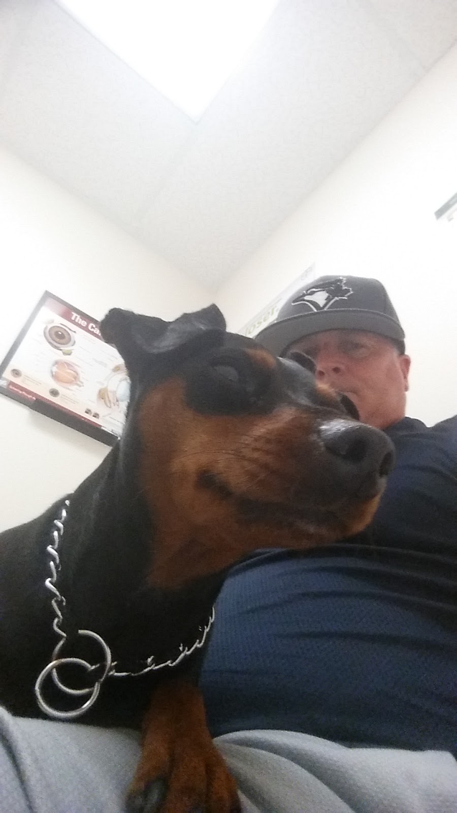 Apex Animal Clinic Ltd | 800 Veterans Boulevard Northwest #305, Airdrie, AB T4B 3G9, Canada | Phone: (403) 945-8150
