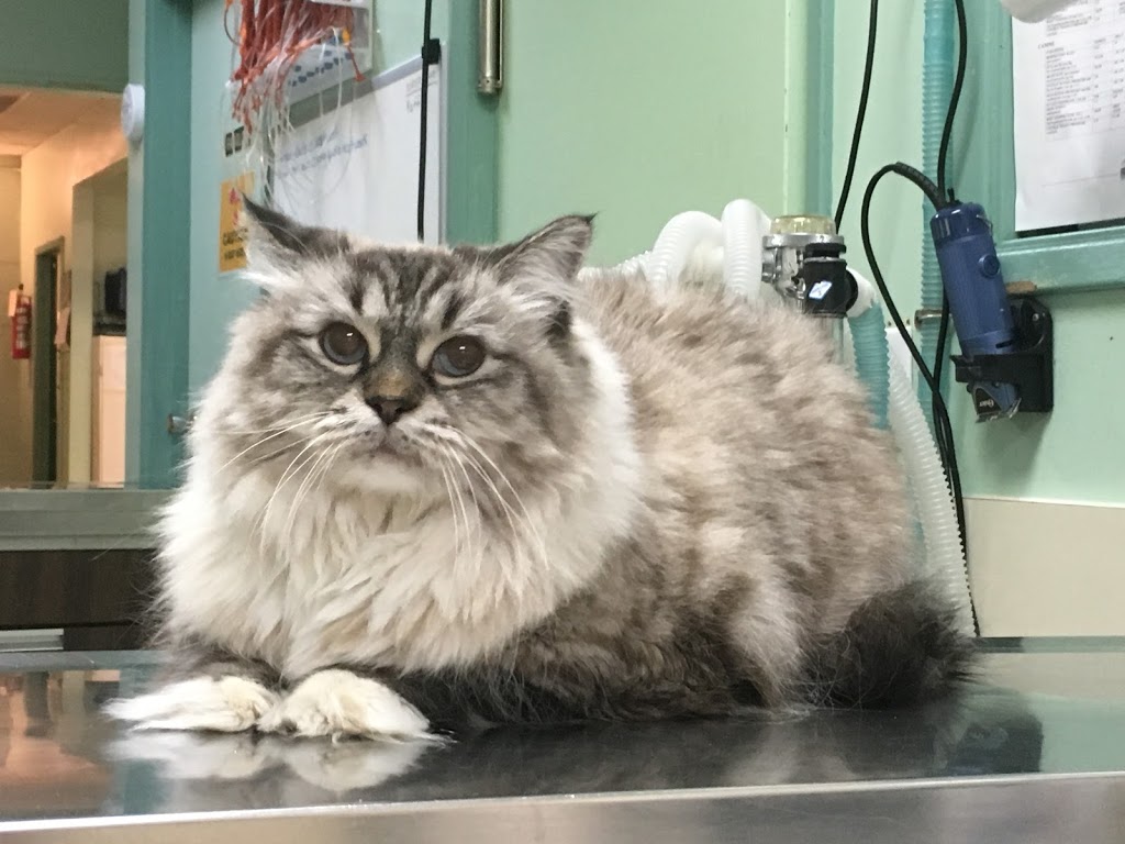 Westbrook Veterinary Clinic | 21 Fairway Dr NW, Edmonton, AB T6J 2S6, Canada | Phone: (780) 436-5073