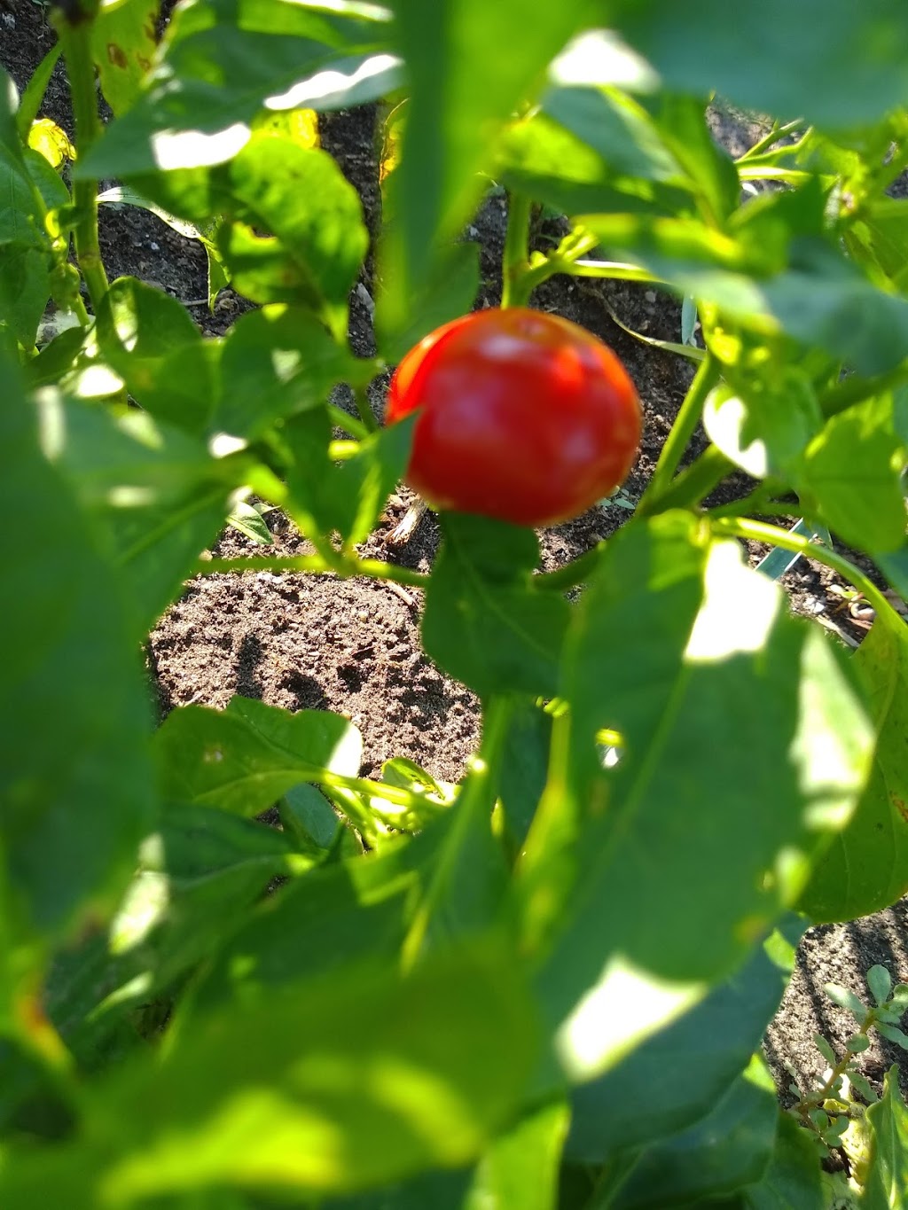 Mary Street Community Garden | 5G9, 1100 Mary St N, Oshawa, ON L1G 5G9, Canada | Phone: (905) 436-3311