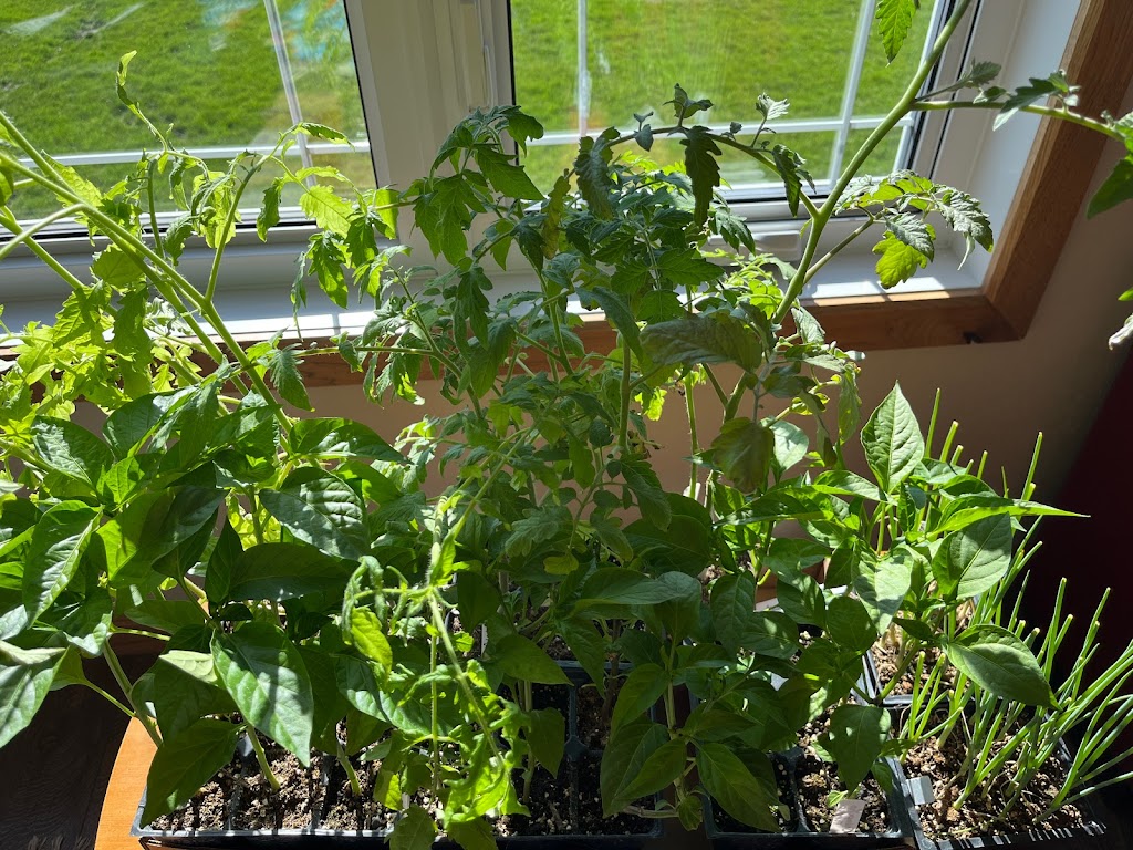 Rustic Village Greenhouse | 171 Reinland Ave, Reinland, MB R6P 0G5, Canada | Phone: (204) 332-0585