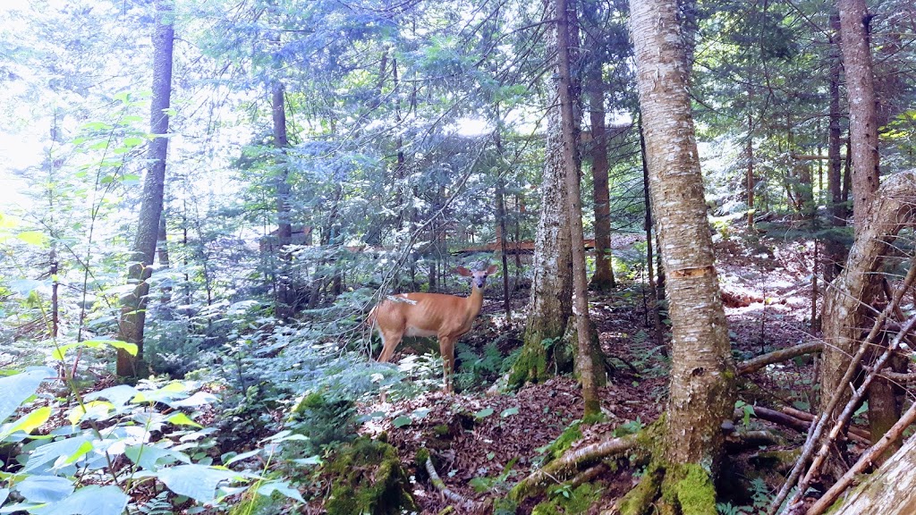 Camp Quatre-Saisons Inc | 1192 Chemin du Lac-Caché, La Macaza, QC J0T 1R0, Canada | Phone: (819) 686-2123