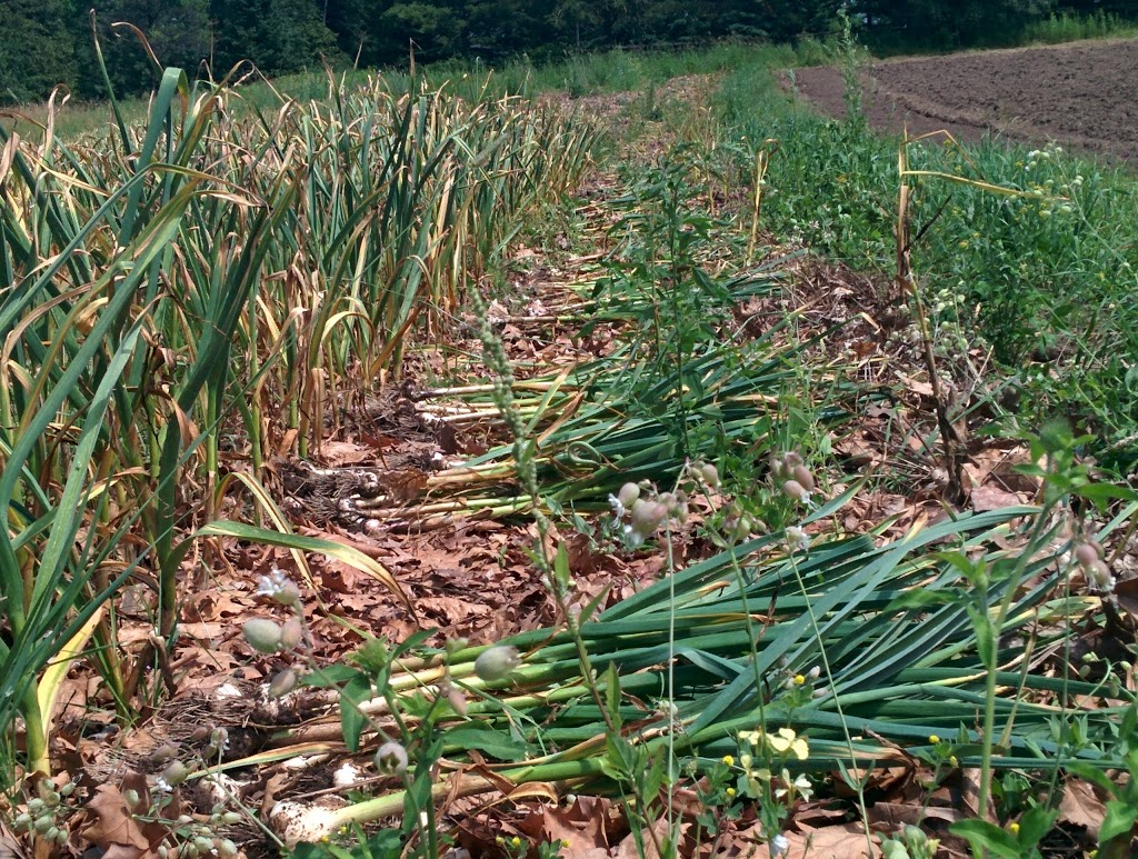 Cedar Grove Organic Farm | 625 Shamrock Rd, Omemee, ON K0L 2W0, Canada | Phone: (705) 799-1728