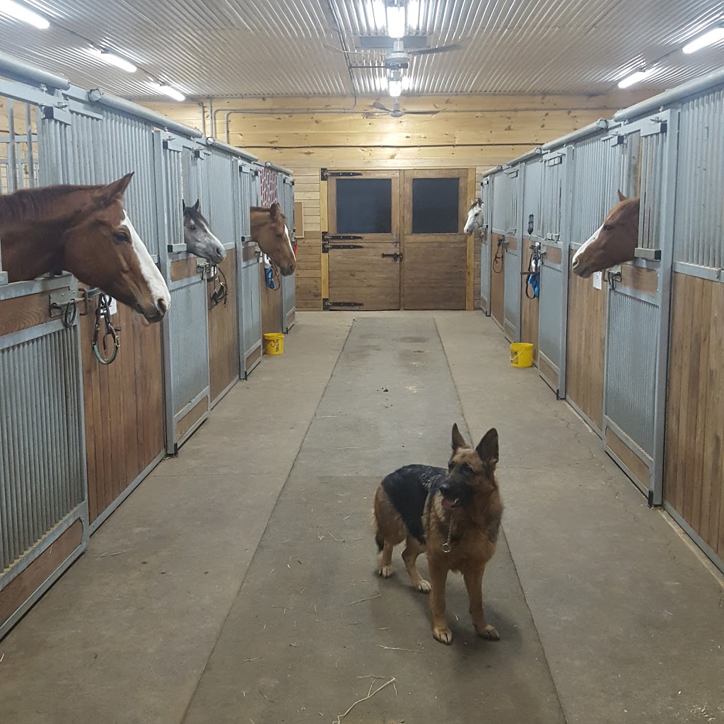 Ahornblatt German Shepherds | 13604 Guelph Line, Campbellville, ON L0P 1B0, Canada | Phone: (416) 272-7264