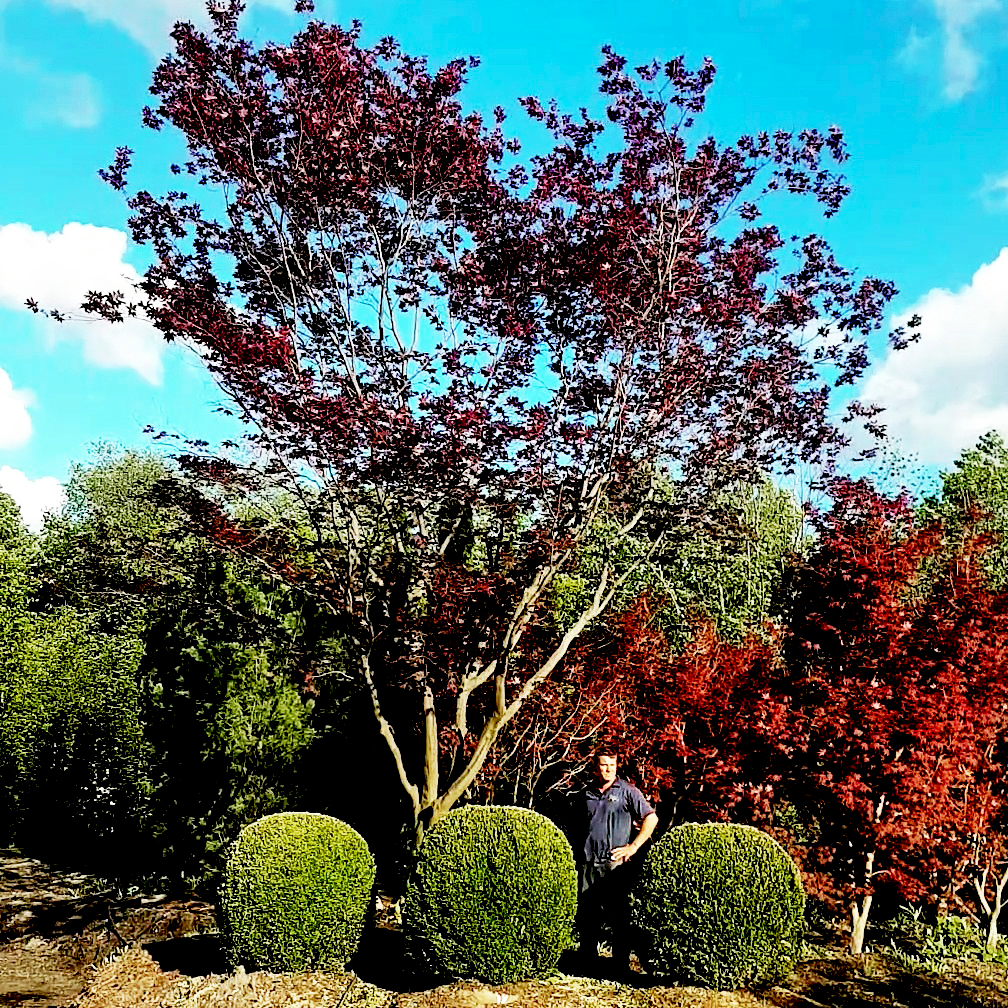 Hylaeus Gardens Inc | 8829 Concession Rd 2, Mount Albert, ON L0G 1M0, Canada | Phone: (416) 571-4792