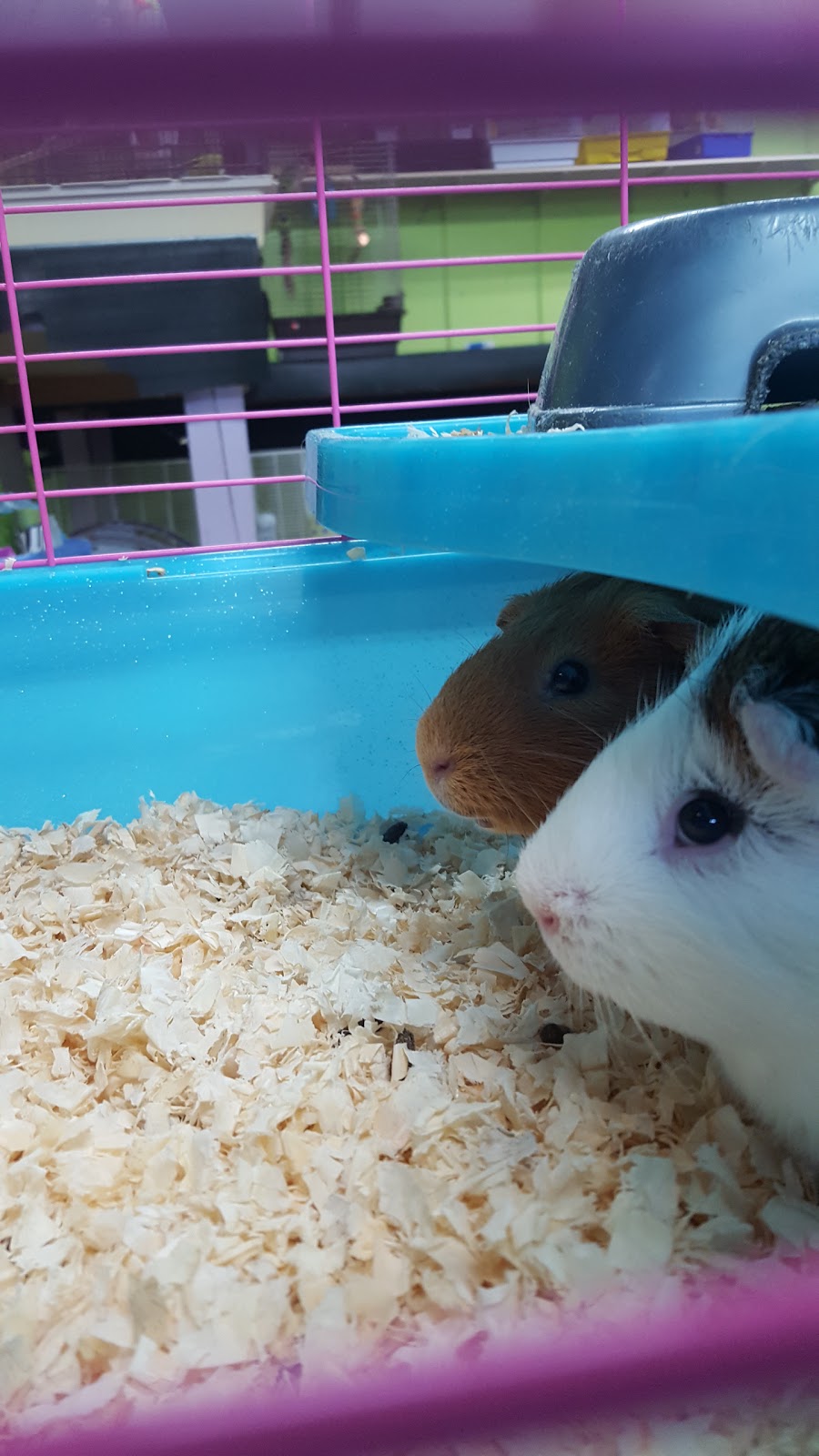 Corbrets Pet and Pond Depot | 3165 Walker Rd, Windsor, ON N8W 3R6, Canada | Phone: (519) 972-4777