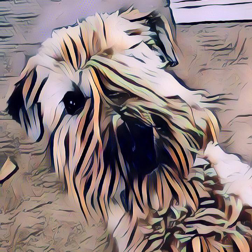 Scruff McGruff Day Spaw | 168 Coker Cres, Rockwood, ON N0B 2K0, Canada | Phone: (905) 702-2485