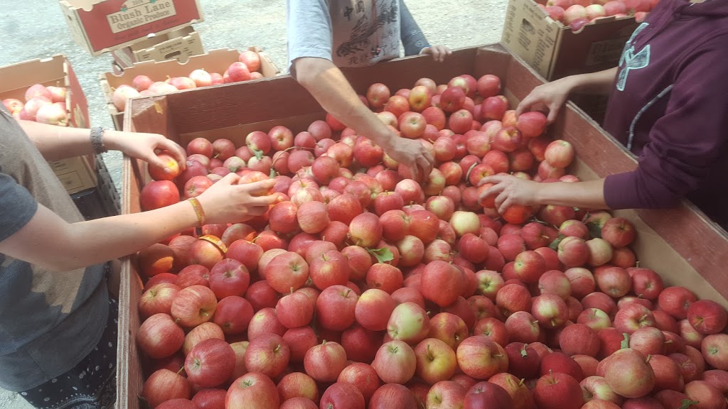 Blush Lane Organic Orchard | 3105 BC-3, Keremeos, BC V0X 1N1, Canada | Phone: (250) 499-5392