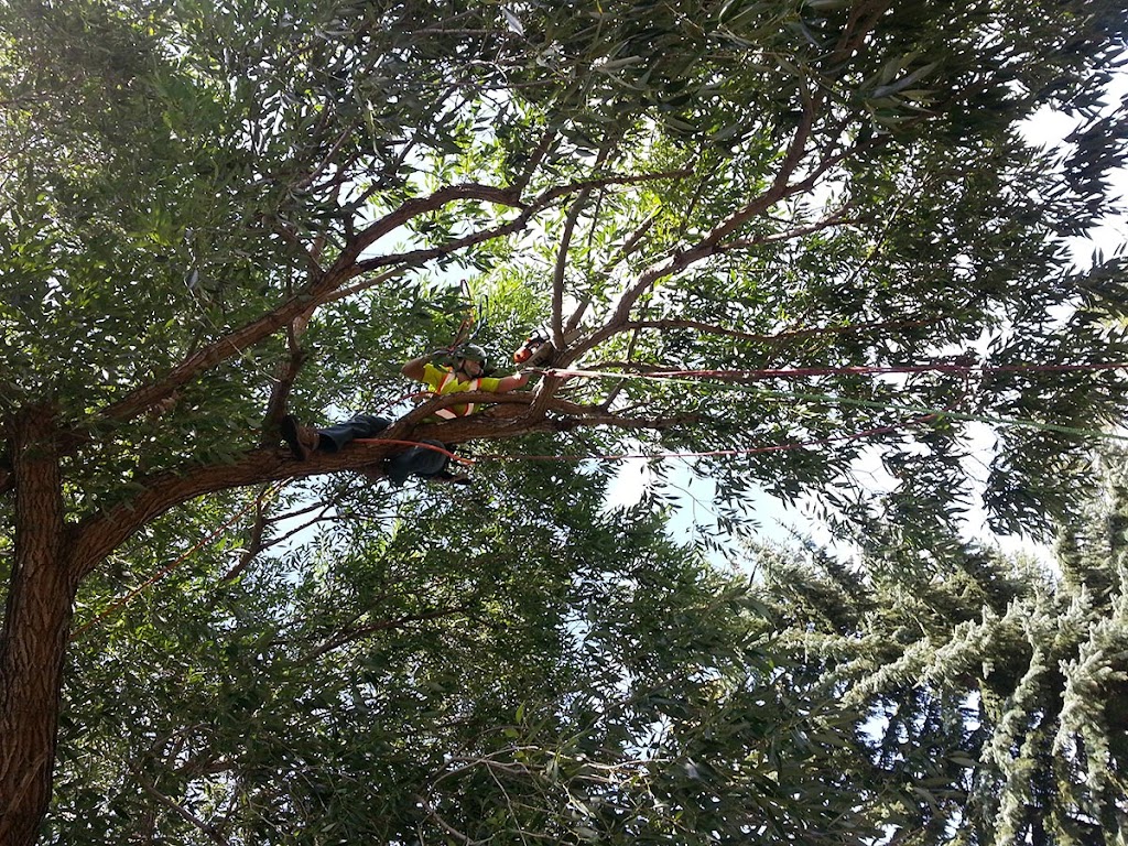 Branches Tree Care | Box 896, Bon Accord, AB T0A 0K0, Canada | Phone: (780) 721-9161