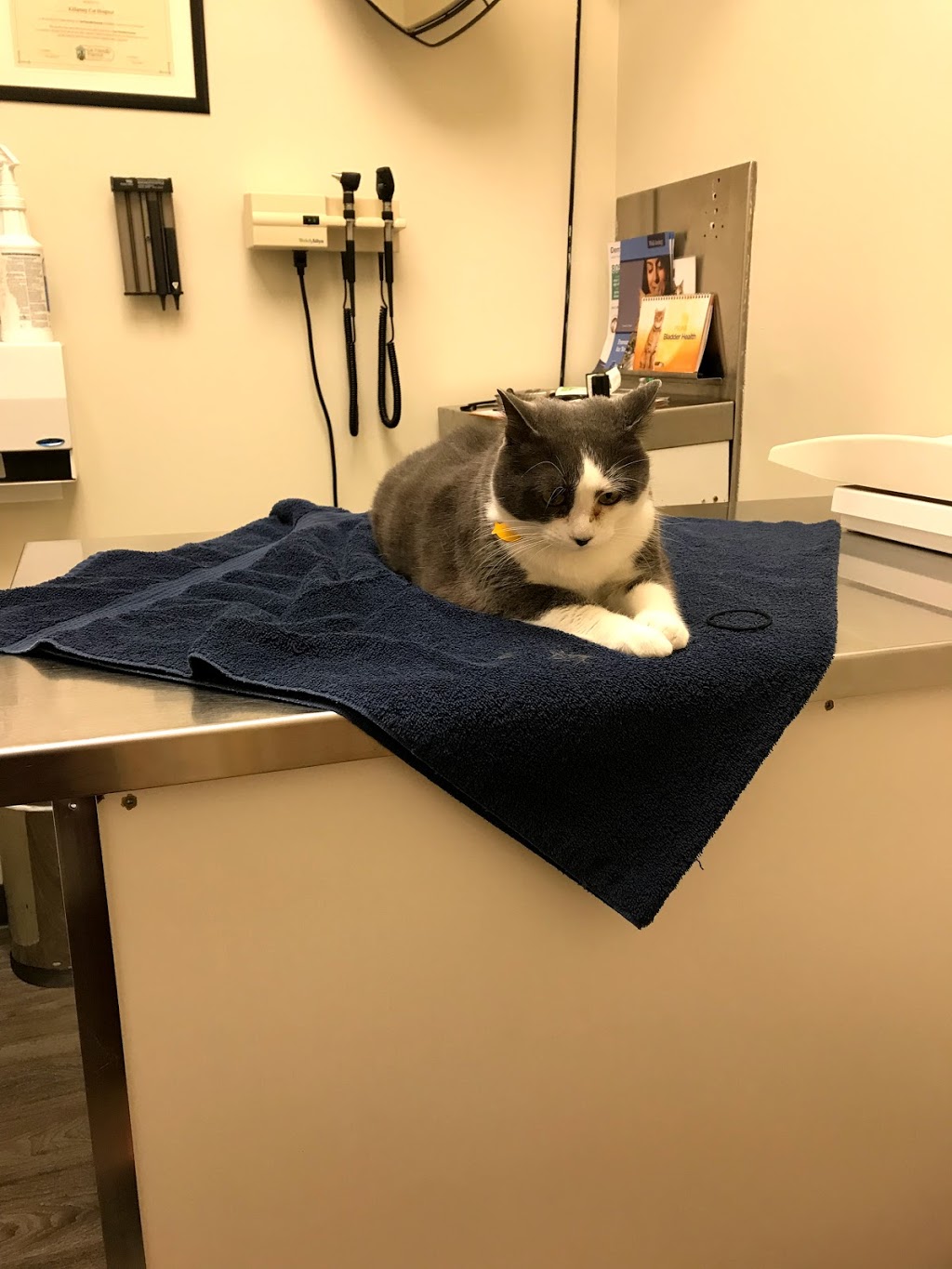 Killarney Cat Hospital | 3315 26 Ave SW, Calgary, AB T3E 0N2, Canada | Phone: (403) 246-1115