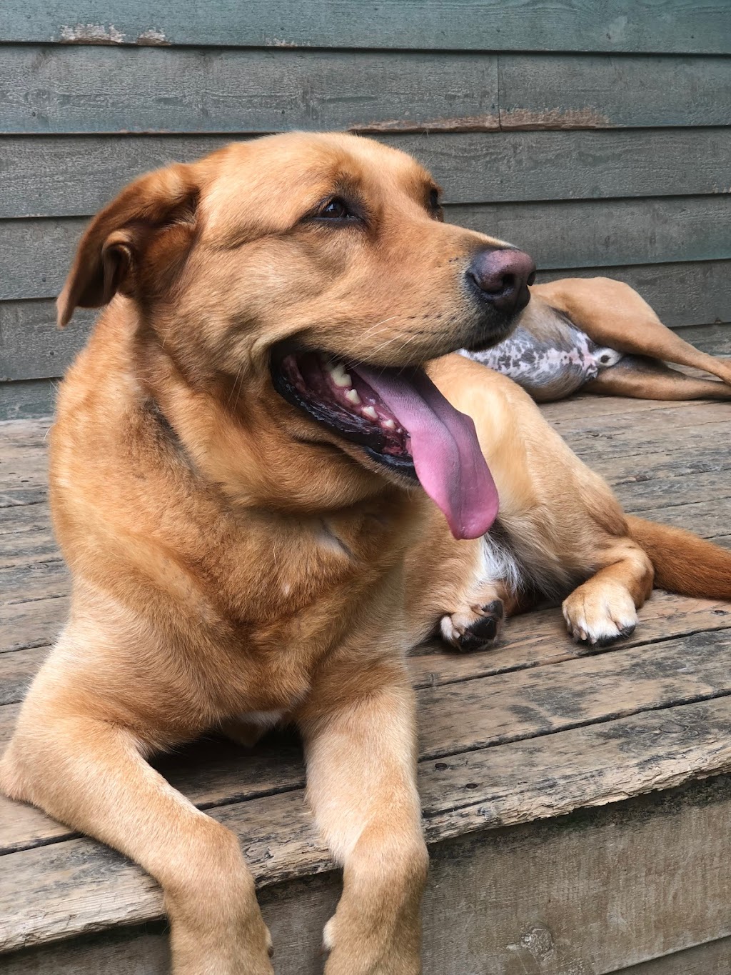 Pampered Paws Inn | 1725 Hammonds Plains Rd, Hammonds Plains, NS B4B 1P5, Canada | Phone: (902) 835-5739