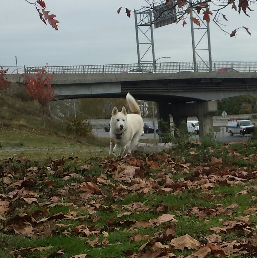 West Side Off-Leash Dog Area | New Westminster, BC V3M, Canada | Phone: (604) 527-4567