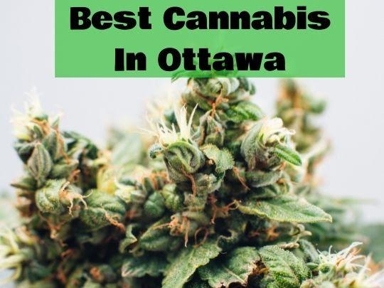 Weed Delivery in Ottawa WDO | 709 Somerset St W, Ottawa, ON K1R 6P6, Canada | Phone: (613) 519-7074