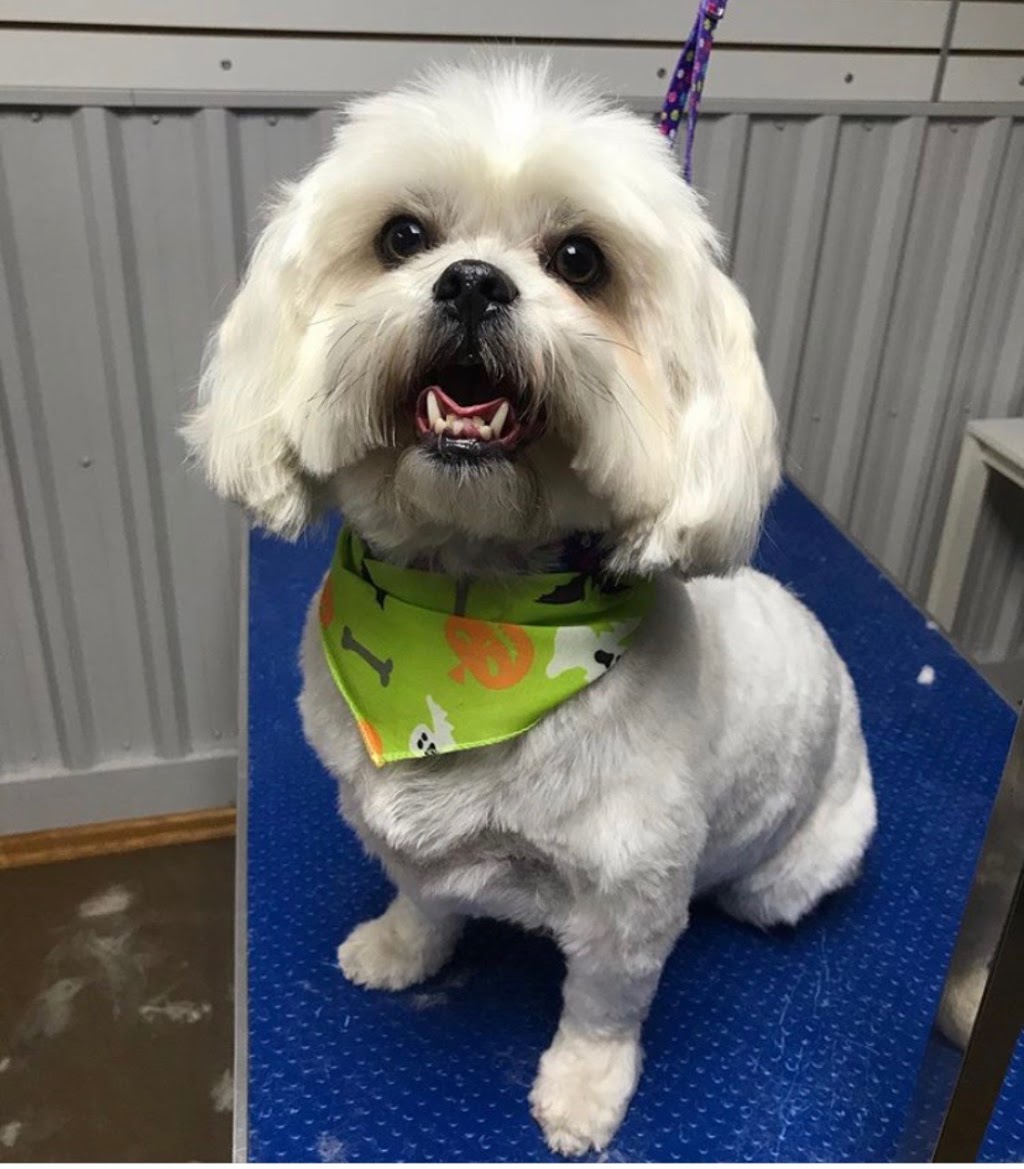 Camp Tails A Waggin | 19230 Bathurst St, Newmarket, ON L3Y 4V9, Canada | Phone: (905) 868-9880