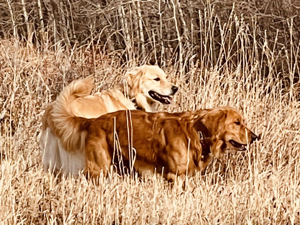 The Jogging Dog | 14 W McGonigle Pl, Cochrane, AB T4C 1L4, Canada | Phone: (403) 389-7737
