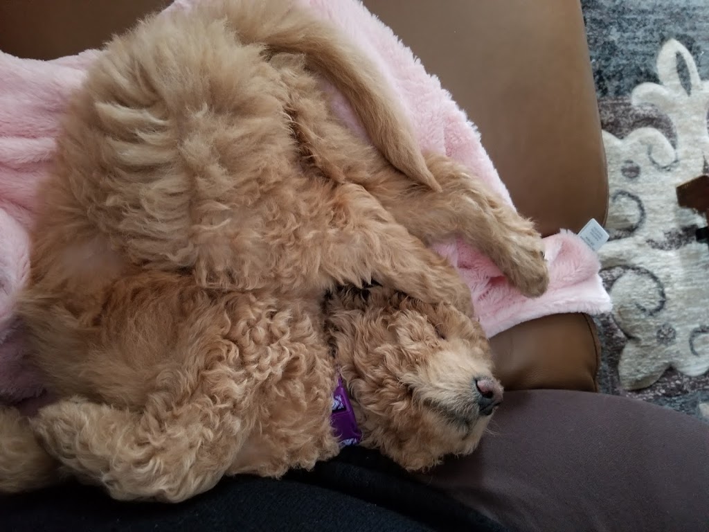 Ponsonby Poodle Doodles | 5941 Wellington Rd 7, Guelph, ON N1H 6J2, Canada | Phone: (519) 830-4334