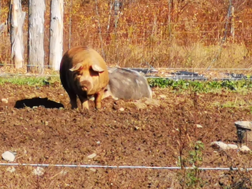 La Ferme Potagère | 1523 Chem. Ayers Cliff, Magog, QC J1X 7Z9, Canada | Phone: (819) 843-2884