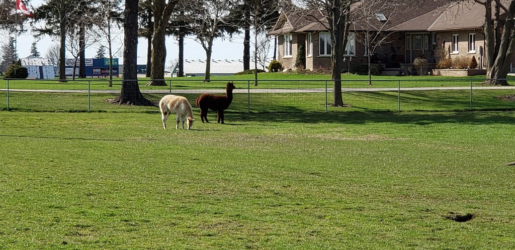 Goats on 86 | 5428 Perth County Line 86, Listowel, ON N4W 3G8, Canada