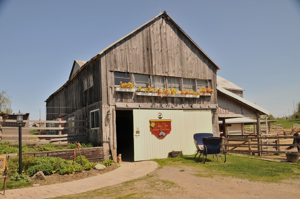 PrimRose Donkey Sanctuary | 1296 Bowmanton Rd, Roseneath, ON K0K 2X0, Canada | Phone: (905) 352-2772