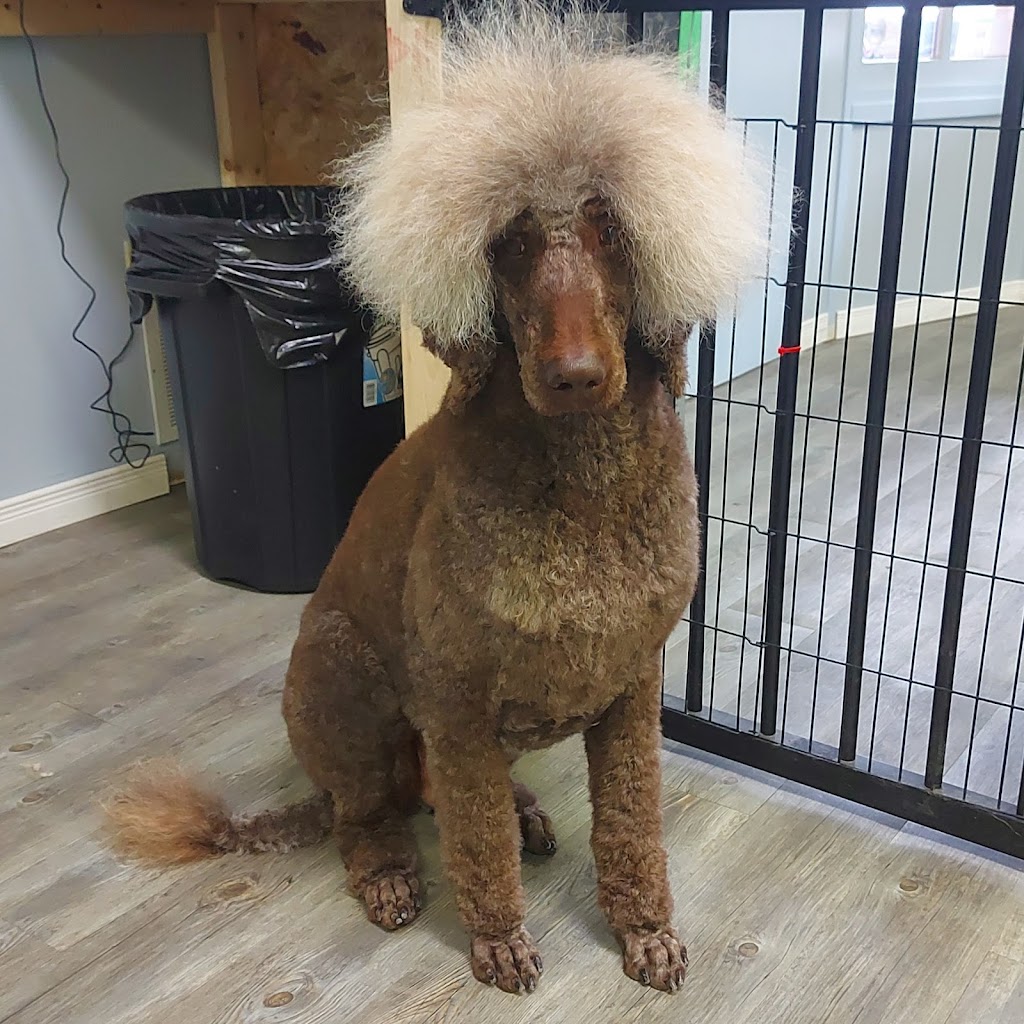 Pampered Paws | 244 Killaly St W, Port Colborne, ON L3K 6A6, Canada | Phone: (289) 690-5699