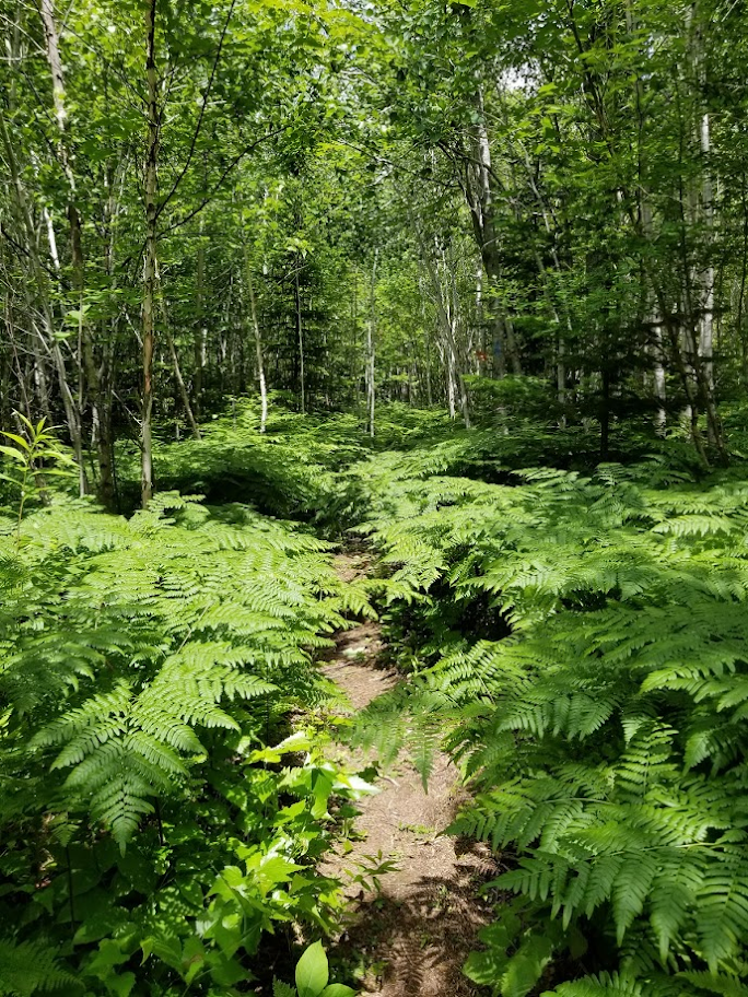 Sentier de lécole entrée sud | Route 530, Grande-Digue, NB E4R 5E1, Canada | Phone: (506) 345-1493